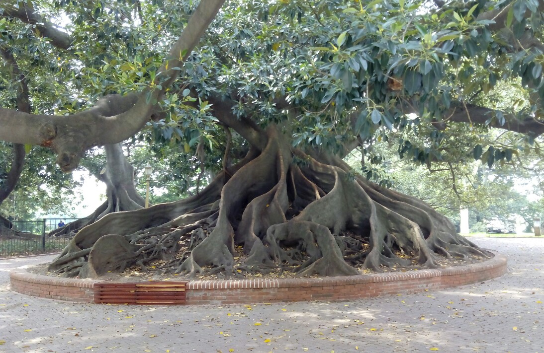 Gommier de 200 ans dans le quartier de Recoleta