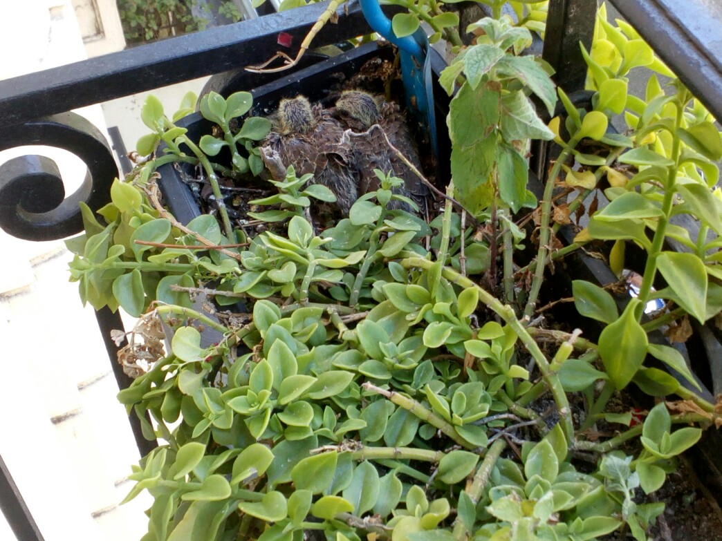 Les bébés oiseaux sur le balcon