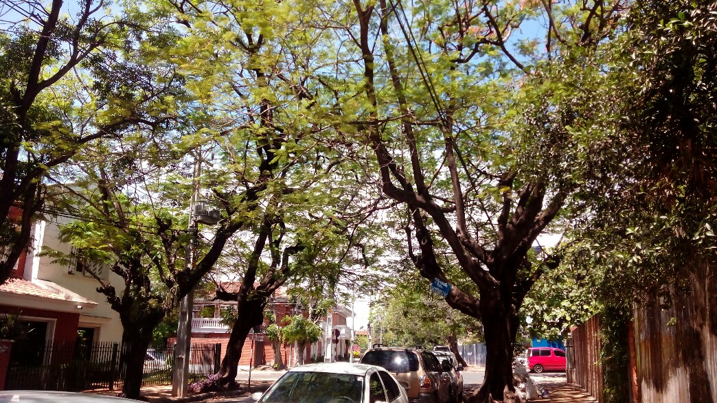 La majorité des rues perpendiculaires à l'avenida d'Espana sont bordées d'arbre