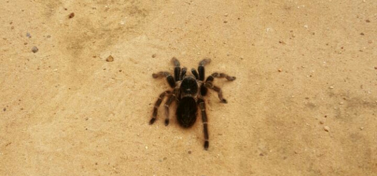 La mygale sur la piste