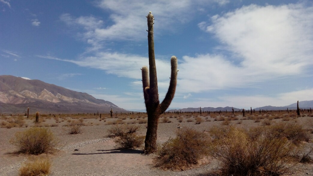 Un cactus parmi plein d'autres