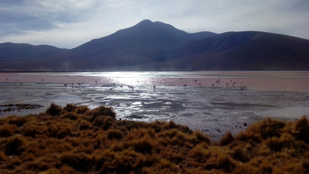 Le lagon rose avec au loin des flamands roses